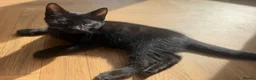 Maine Coon cats for sale: Gorgeous Maine Coon x Domestic long hair - Advert 21