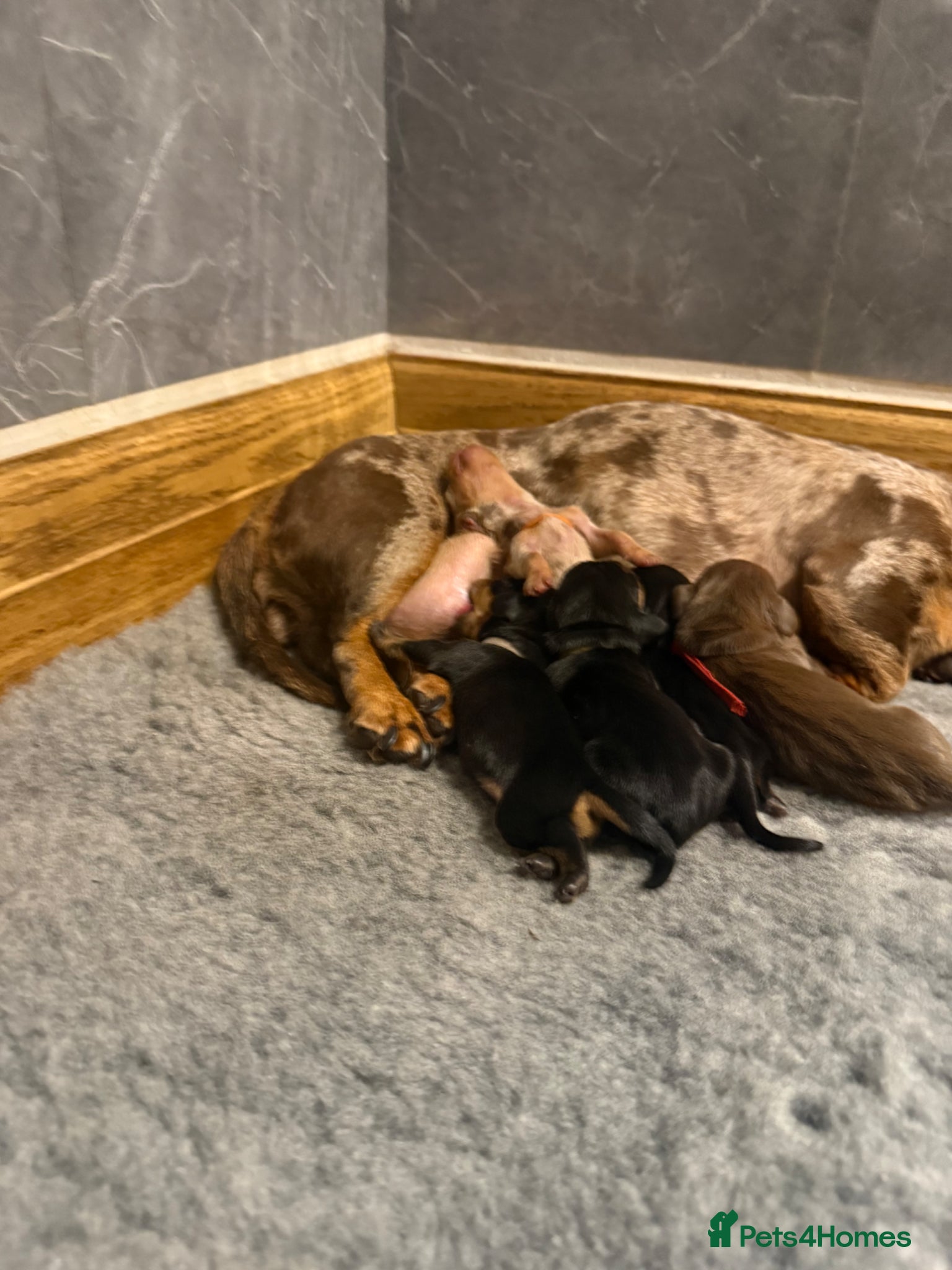 Miniature Dachshund dogs Beautiful KC Registered Miniature Dachshunds - Advert 2