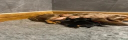 Miniature Dachshund dogs for sale: Beautiful KC Registered Miniature Dachshunds - Advert 7