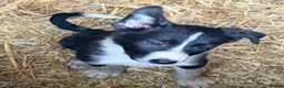 Border Collie dogs for sale:  4 beautiful border collie pups  - Advert 16