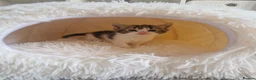 Ragdoll cats for sale: Beautiful kittens looking for new home  - Advert 10