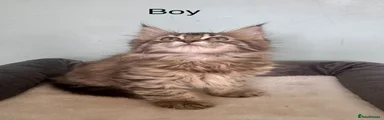 Maine Coon 1