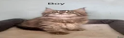 Maine Coon cats for sale: Half Maine Coon kittens  - Advert 13