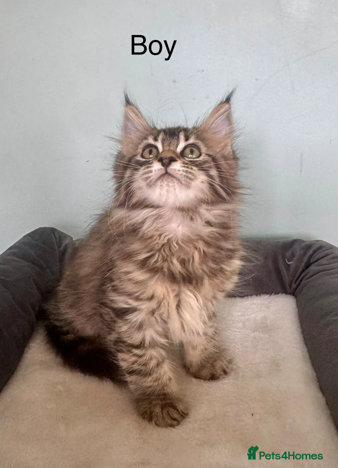 Maine Coon cats for sale: Half Maine Coon kittens  - Advert 13