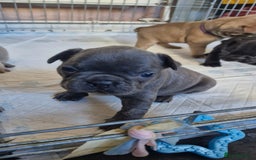 French Bulldog dogs for sale: 2 beautiful litters of French bulldog puppies - Image 24