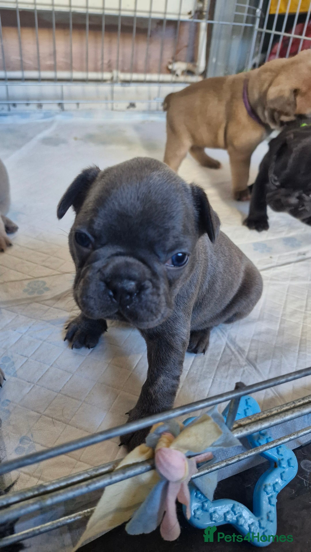 French Bulldog dogs for sale: 2 beautiful litters of French bulldog puppies - Image 24