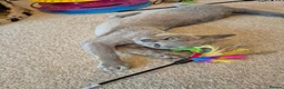 Burmese cats for sale: Gorgeous Pedigree Burmese Kittens - Advert 6