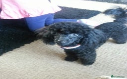 Toy Poodle dogs for sale: Toy poodle babies - Advert 5