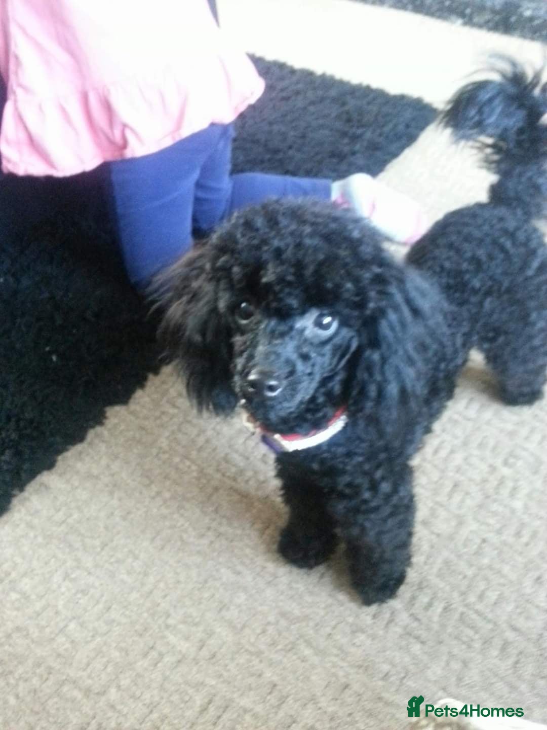 Toy Poodle dogs for sale: Toy poodle babies - Advert 5