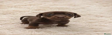 Miniature Dachshund 4