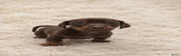 Miniature Dachshund dogs for sale: KC miniature dachshund - Advert 6