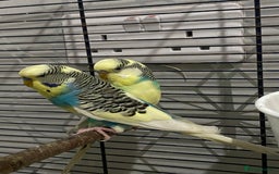 Budgerigars birds for sale: Budgies for sale - £15 each clearance - Image 1