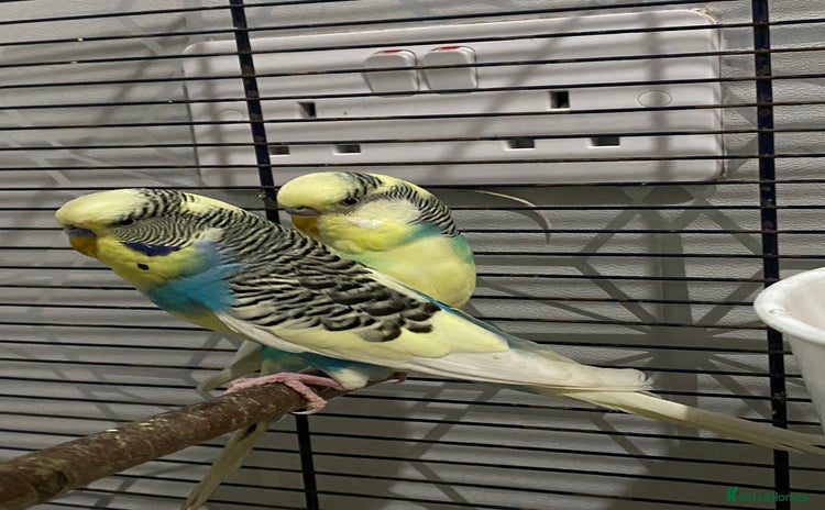 Budgerigars birds - Advert 17