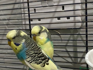 Budgerigars birds - Advert 22
