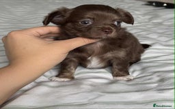 Chihuahua dogs for sale: Longhair chihuahua boys, Longhair Chocolate Girl - Image 8