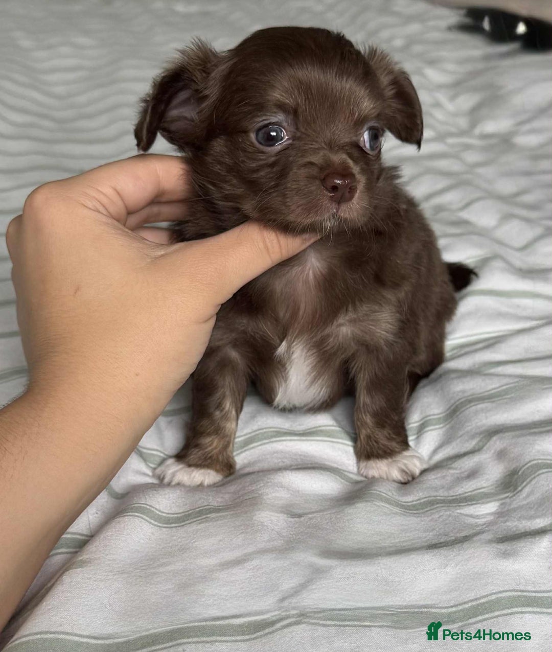 Chihuahua dogs for sale: Longhair chihuahua boys, Longhair Chocolate Girl - Image 8