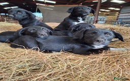 Borador dogs for sale: Labrador x Border Collie pups for sale - Image 1