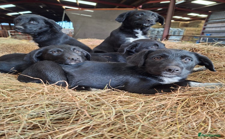 Borador dogs - Advert 13