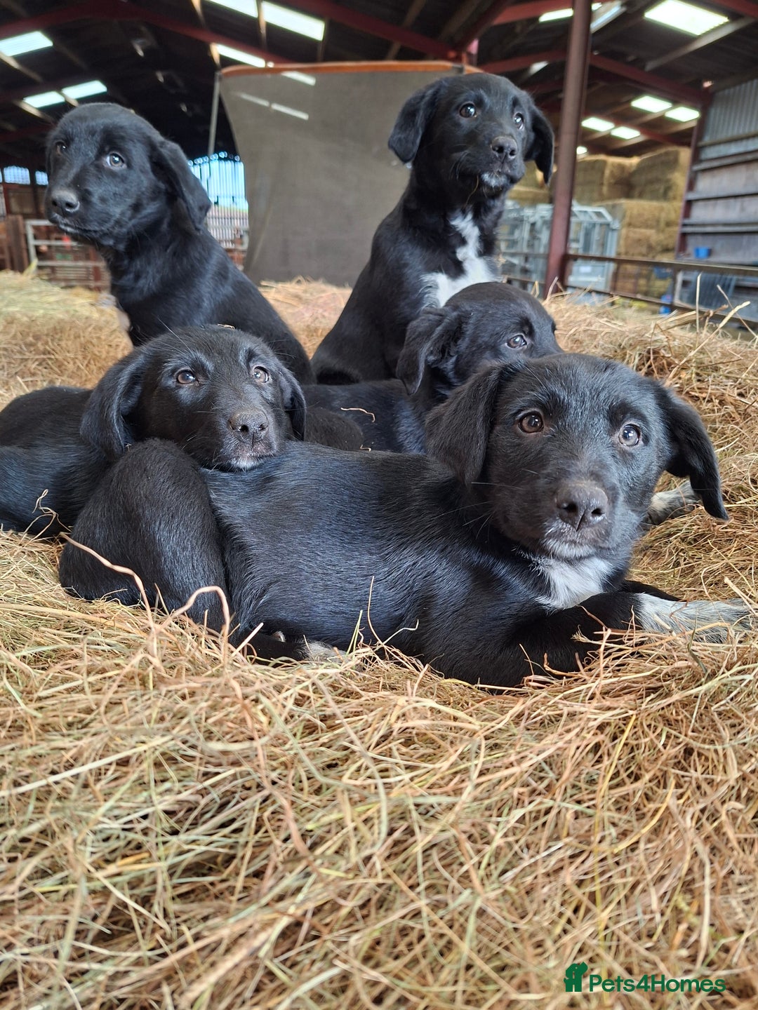 Borador dogs for sale: Labrador x Border Collie pups for sale - Image 1