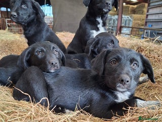 Borador dogs for sale - Advert 1