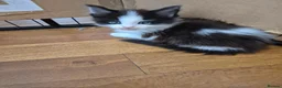 Maine Coon cats for sale: Maine coon kittens  - Advert 4