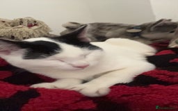 American Shorthair cats for sale: Kitten  - Image 4