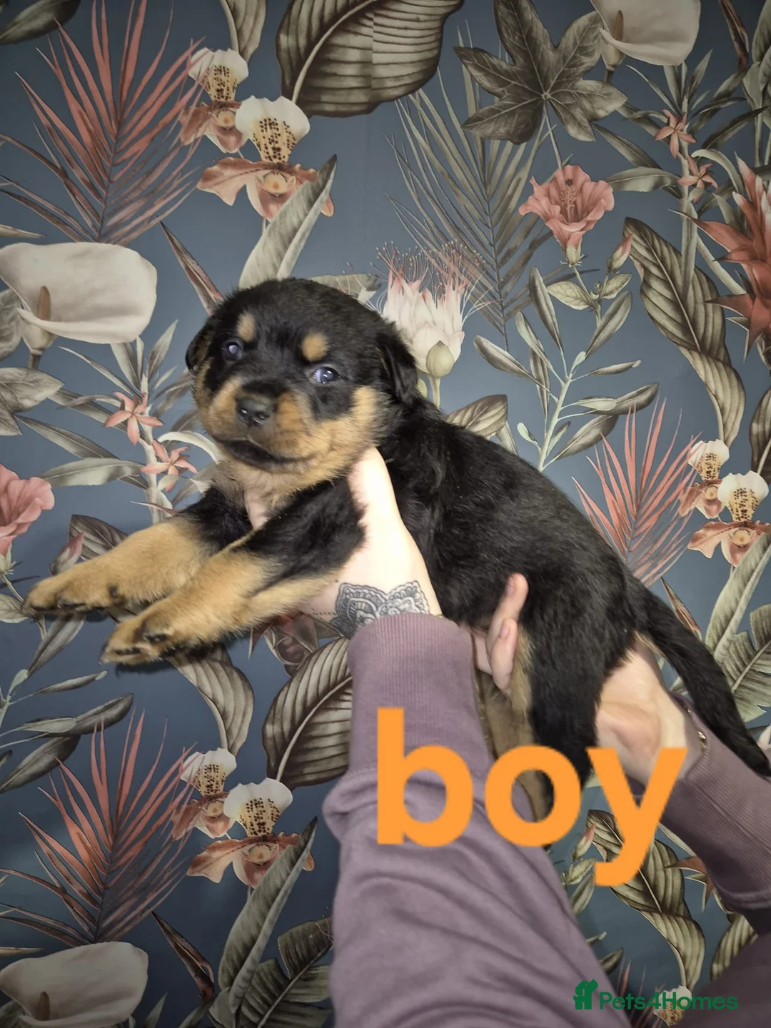 Rottweiler dogs for sale: 1 Left male Exceptional KC Registered Rottweiler  - Advert 21