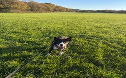 Border Collie dogs for sale: Border Collie Female 7 months old  - Advert 5