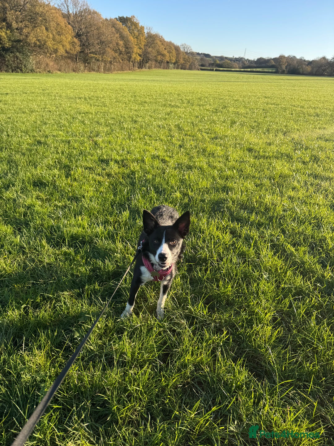 Border Collie dogs for sale: Border Collie Female 7 months old  - Advert 5