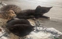 Mixed Breed cats for sale: Mixed breed 1 tabby 2 black white  - Image 3
