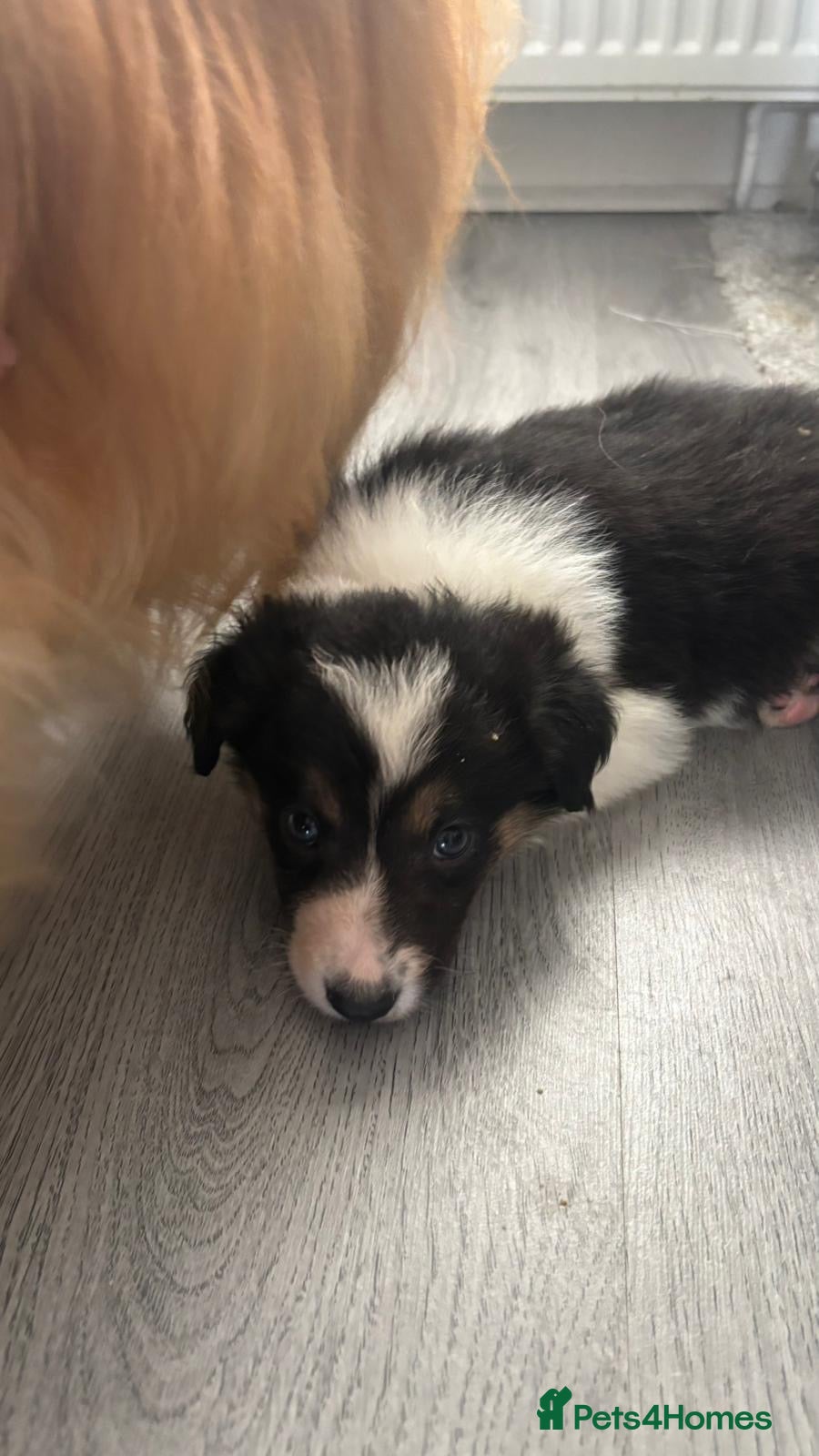 Border Collie dogs Beautiful border collie puppies  - Advert 2