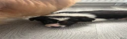 Border Collie dogs for sale: Beautiful border collie puppies  - Advert 2