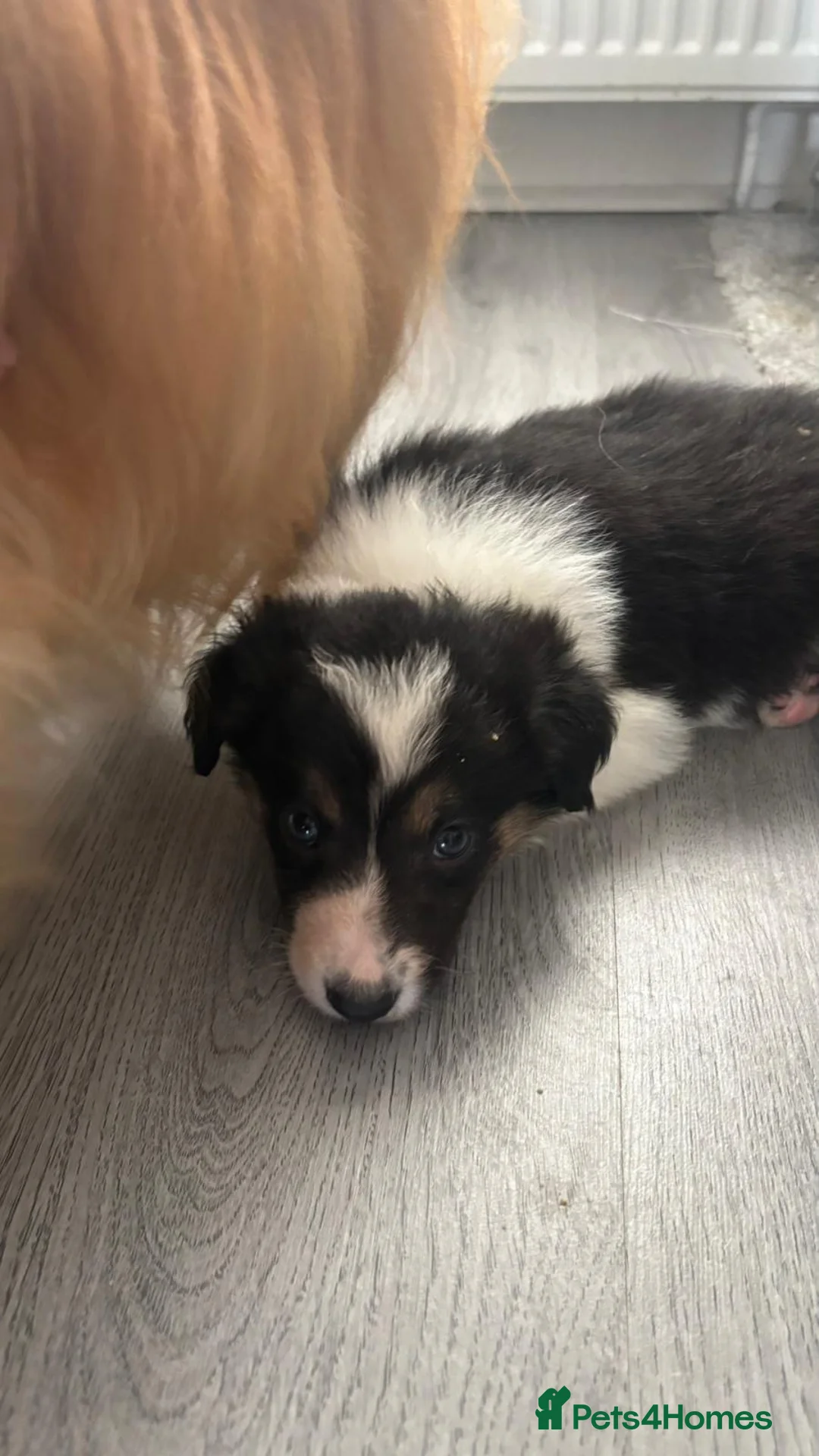 Border Collie dogs for sale: Beautiful border collie puppies  - Advert 2