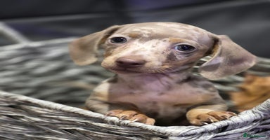 Miniature Dachshund dogs - Advert 2