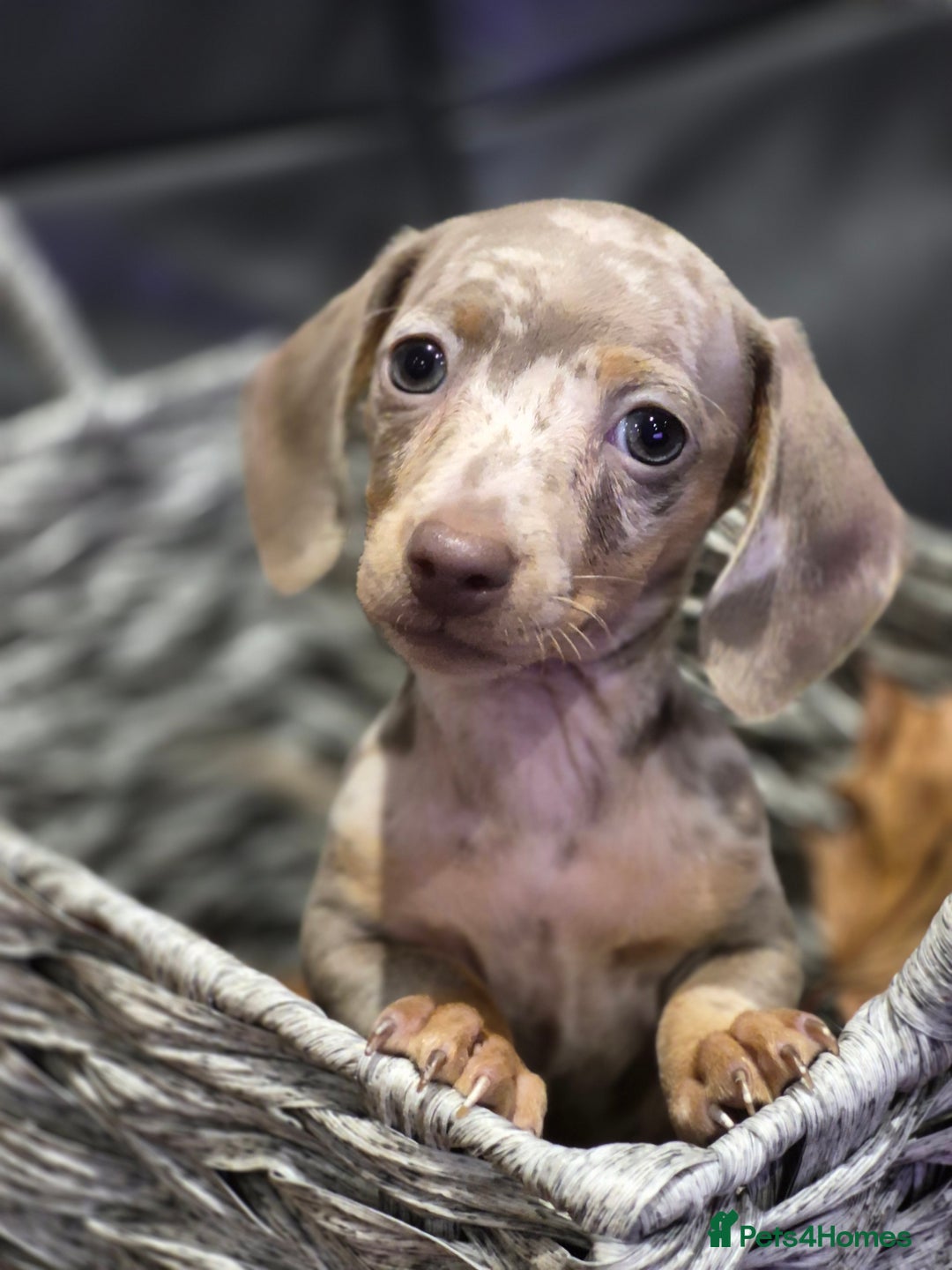 Miniature Dachshund dogs for sale: TRUE MINIATURE DASCHUND BABIES only 5 - Image 1