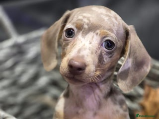 Miniature Dachshund dogs - Advert 7