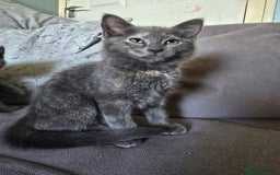 Mixed Breed cats for sale: 5 3/4 persian kittens ready now - Image 15