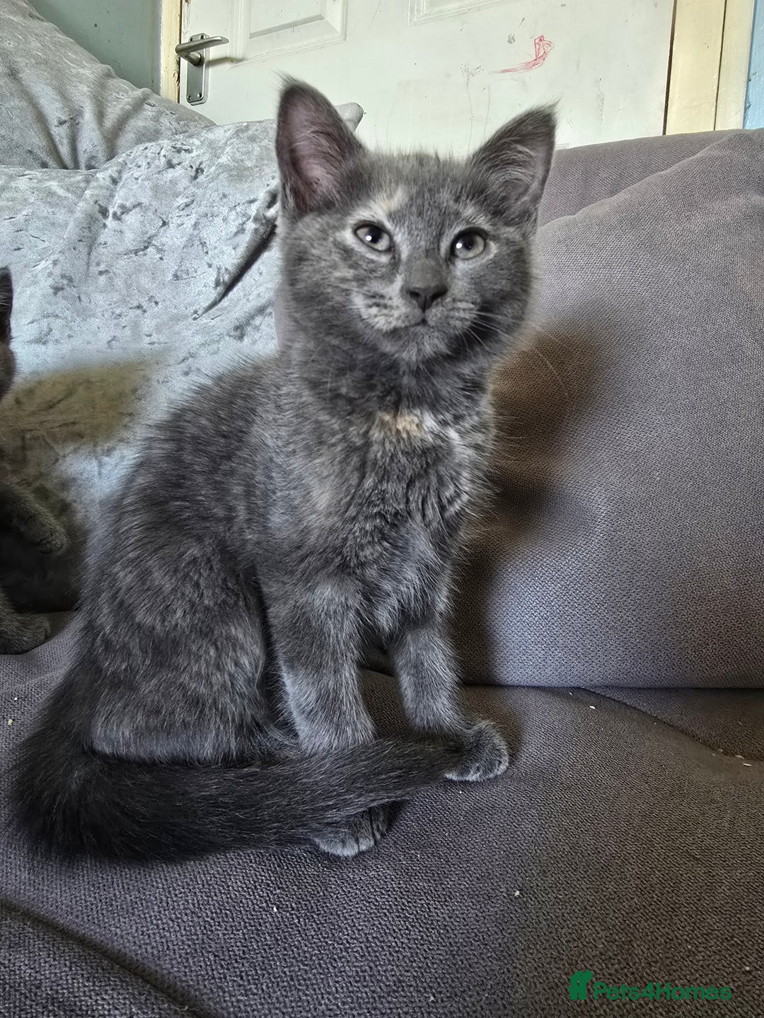 Mixed Breed cats for sale: 5 3/4 persian kittens ready now - Image 15
