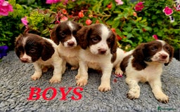 English Springer Spaniel dogs for sale: QUALITY WORKING ESS PUPS - Image 24