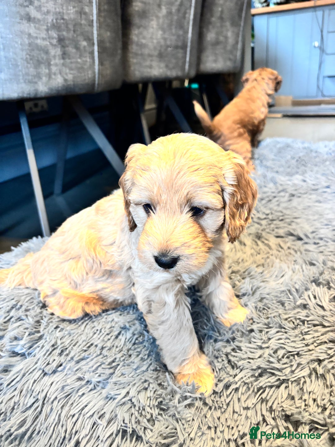 Cockapoo dogs for sale: F1 cockerpoo puppies  - Advert 5