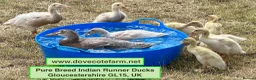 Ducks poultry for sale: PURE BREED INDIAN RUNNER DUCKLINGS - Advert 5