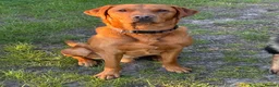 Labrador Retriever dogs for stud: Stunning boy available for stud - Advert 1