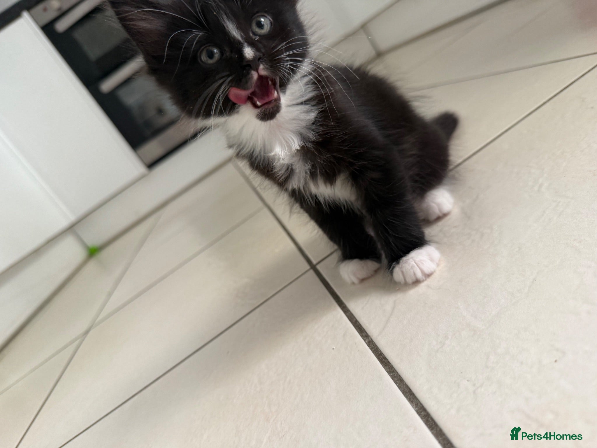 Maine Coon cats Maine Coon x Kittens - Ready 29th August 🐾  - Advert 7