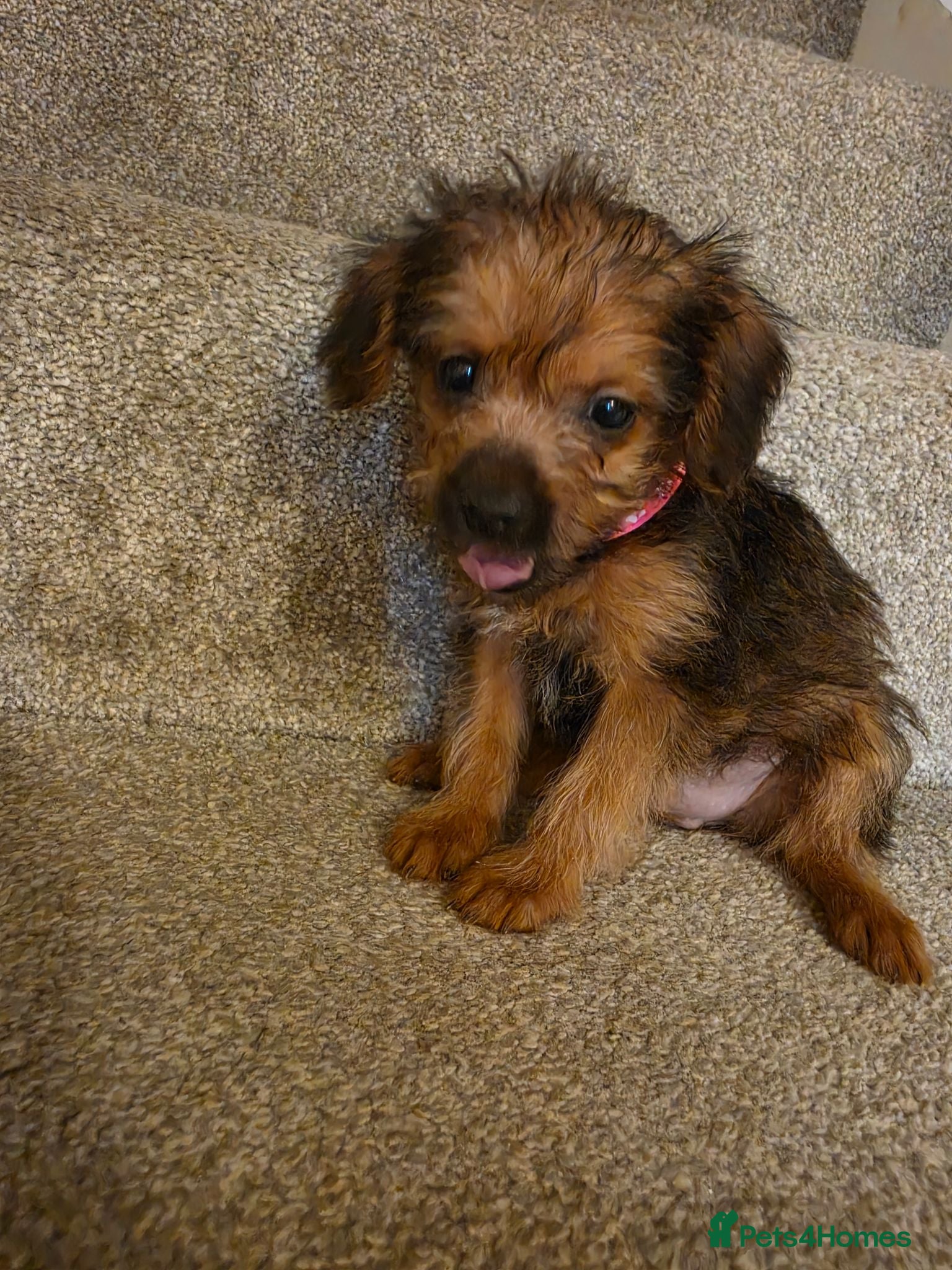 Mixed Breed dogs 1 girl vet checked ready for new home - Advert 13