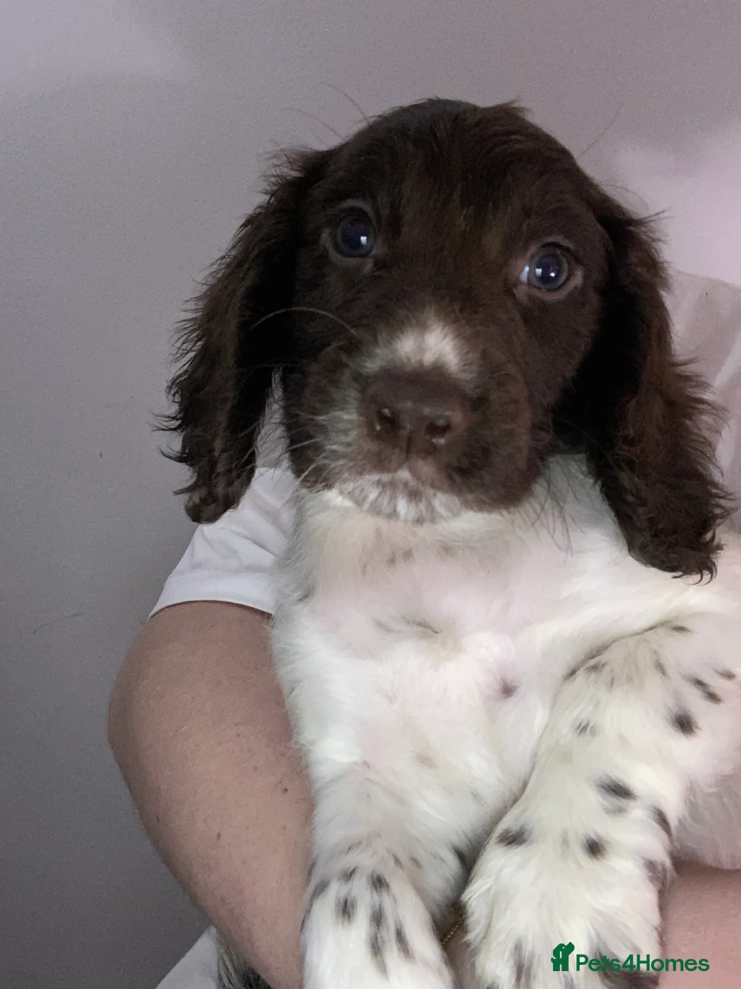 Sprocker dogs for sale: Beautiful Sprocker Puppies Ready 30th December - Advert 28