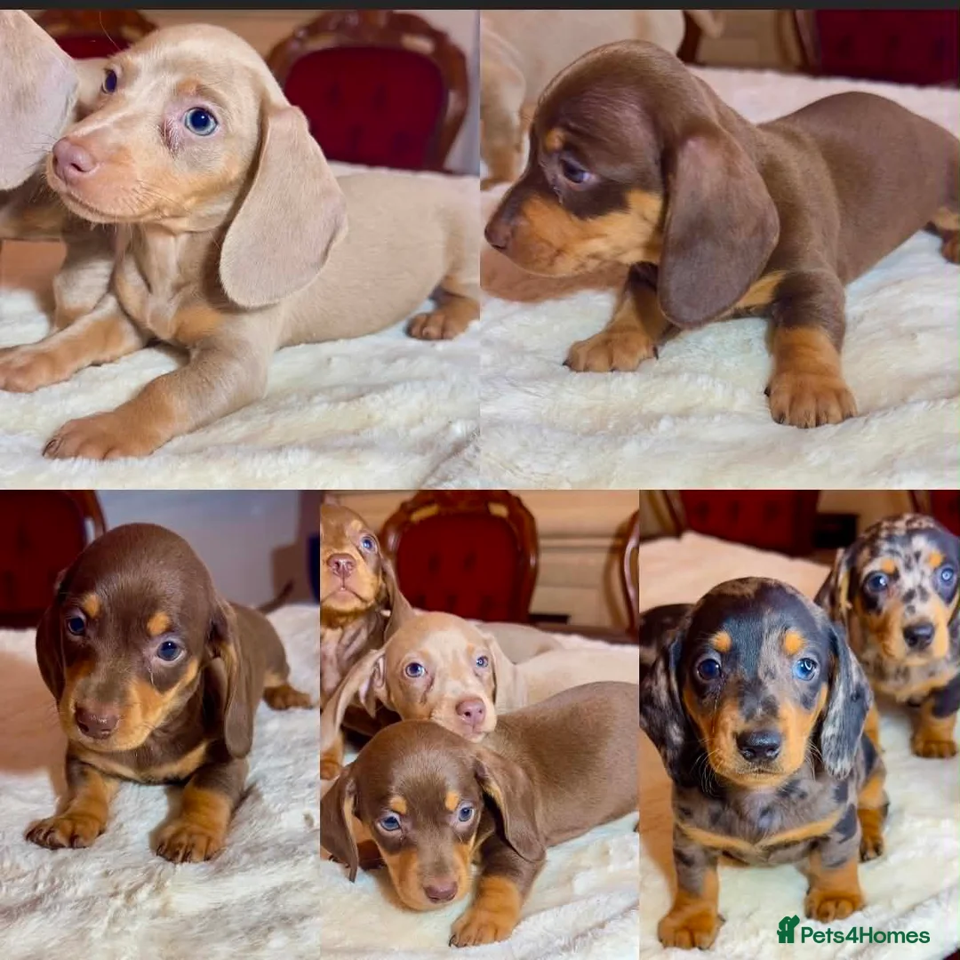 Miniature Dachshund dogs for sale: dachshunds puppies  - Advert 14