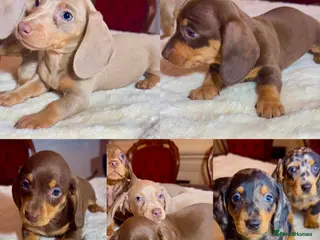 Miniature Dachshund dogs dachshunds puppies - Advert 17