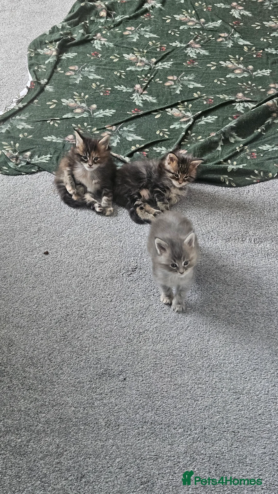 Maine Coon cats for sale: Adorable Main coon kittens - Advert 11