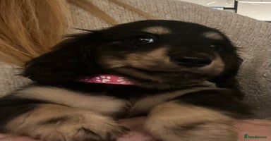 Miniature Dachshund dogs - Advert 2