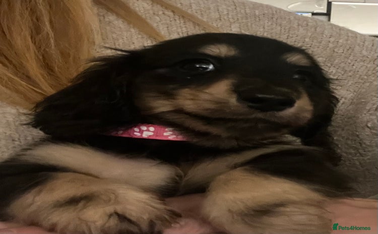 Miniature Dachshund dogs - Advert 2